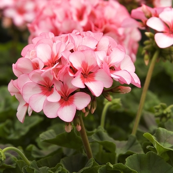 Pelargonium x hortorum 'Star' 