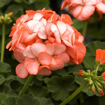 Pelargonium x hortorum Horizon 'Orange Ice'