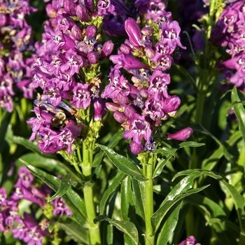 Penstemon 'Crushed Grapes' 18233