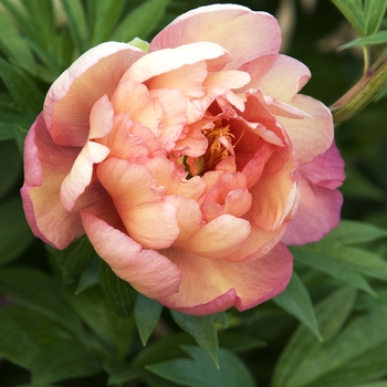 Paeonia 'Julia Rose' 