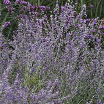 Perovskia atriplicifolia 'Little Spire'