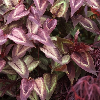 Persicaria microcephala 'Silver Dragon' 