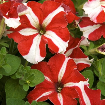 Petunia 'Ultra Red Star' 