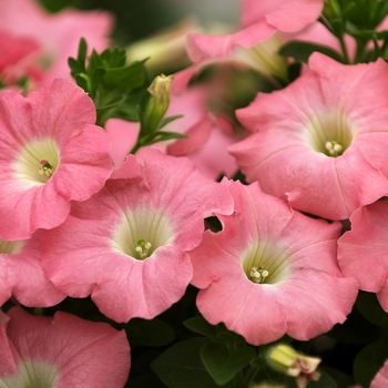 Petunia 'Avalanche Salmon' 