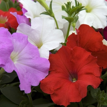 Petunia 'Carpet Mix' 