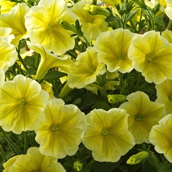 Petunia 'Sunray' 