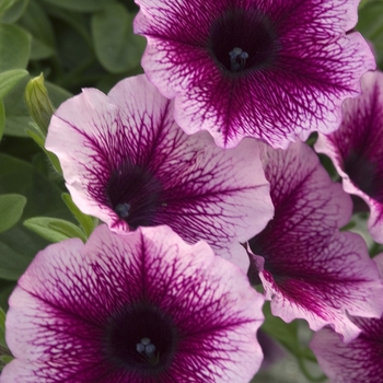 Petunia 'Cherry' 