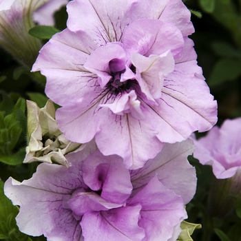 Petunia 'Reflections Double Lavender' 