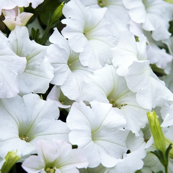 Petunia 'White' 