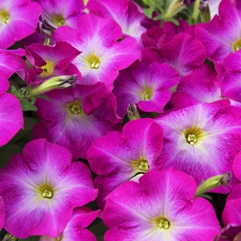 Petunia 'Lavender Glow' 