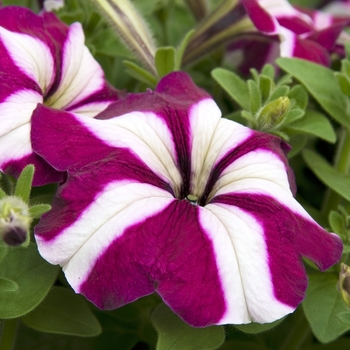 Petunia 'Burgundy Star' 