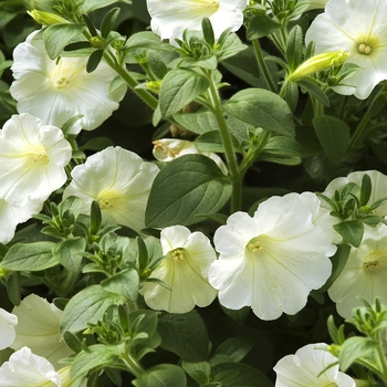 Petunia 'Mini Mini White' 13968