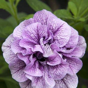 Petunia Double Wave® 'Blue Vein Spreading'