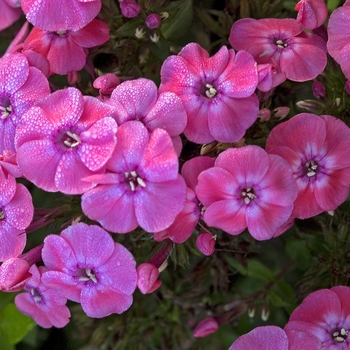 Phlox paniculata 'Junior™ Dance' 