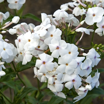 Phlox 'Minnie Pearl' 