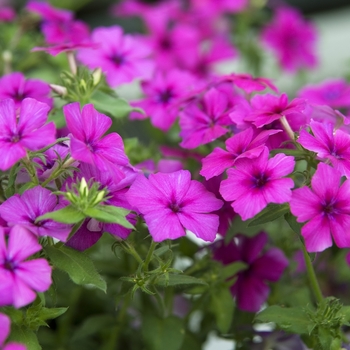 Phlox 