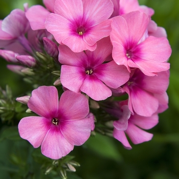 Phlox paniculata 'Bartwelve' CPBR1094