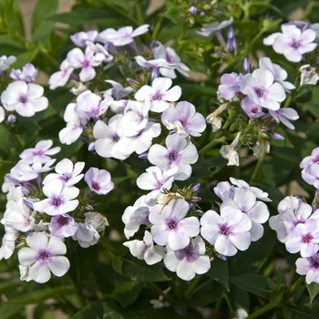 Phlox paniculata 'Junior Surprise' 