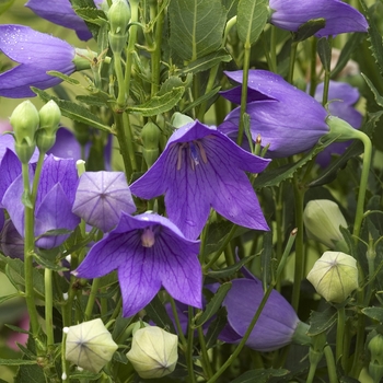 Platycodon grandiflorus 'Misato Purple' 