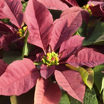 Euphorbia pulcherrima 'Plum Pudding™' 