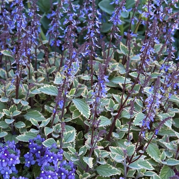 Plectranthus strigosus