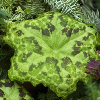 Podophyllum peltatum