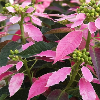 Euphorbia pulcherrima 'Dulce Rosa™'