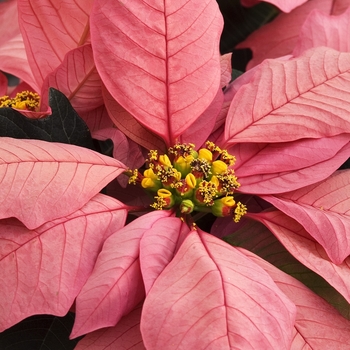 Euphorbia pulcherrima 'Primero Pink'