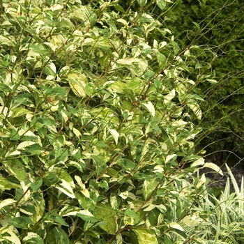 Polygonum virginianum 'Painter's Palette' 