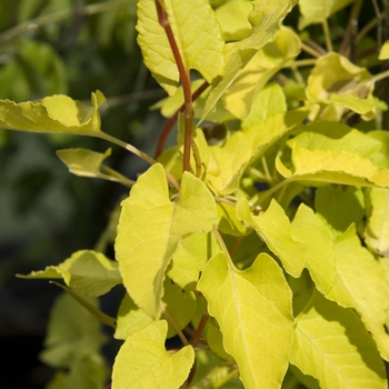 Polygonum aubertii 'Lemon Lace' 