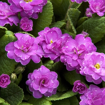 Primula vulgaris 'Marie Crousse' 