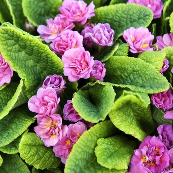 Primula vulgaris 'Paragon' 