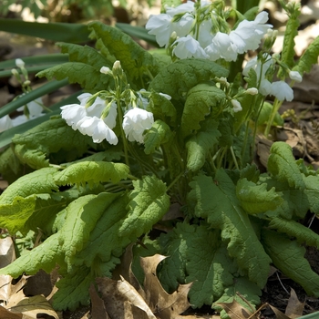 Primula 'White Leila' 