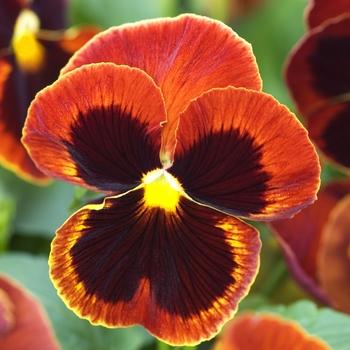 Viola x wittrockiana 'Red w/Blotch' 