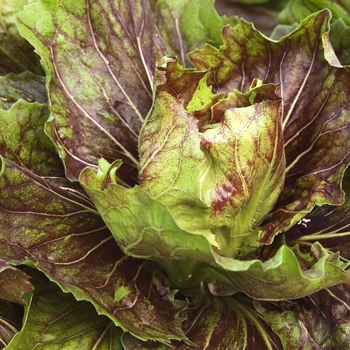 Chioggia 'Red Preco'