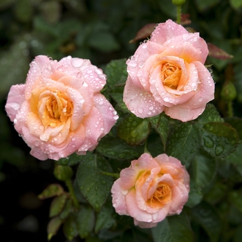 Rosa 'Day Breaker'