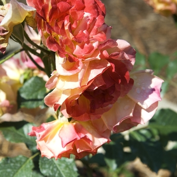 Rosa 'Circus'