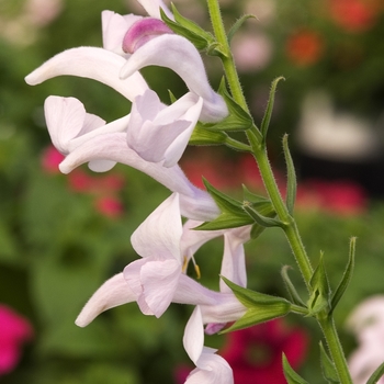 Salvia patens 'Patio Pink' 