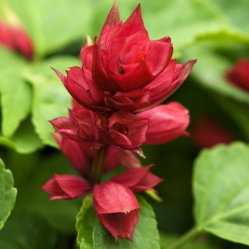 Salvia splendens 'Scarlet' 