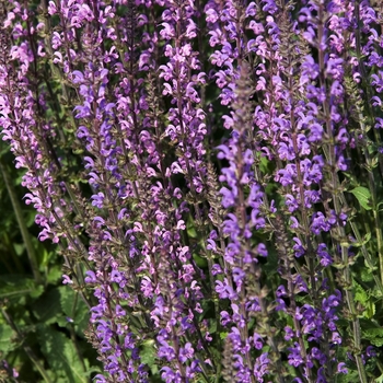 Salvia pratensis 'Twilight Serenade' 