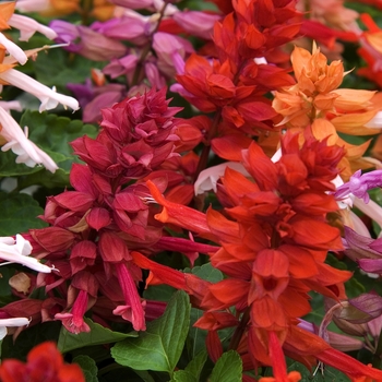 Salvia splendens Sizzler™ Red