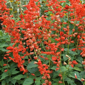 Salvia splendens 'Bonfire'