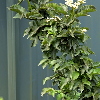 Sambucus nigra 'Pyramidalis' 