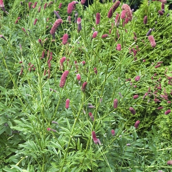 Sanguisorba tenuifolia 'Atropurpurea' 