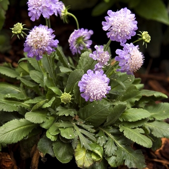 Scabiosa japonica var. alpina 