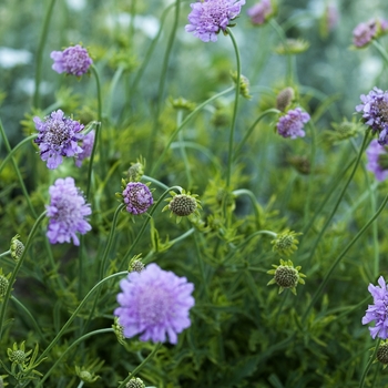 Scabiosa columbaria 'Pink Lemonade' 1709