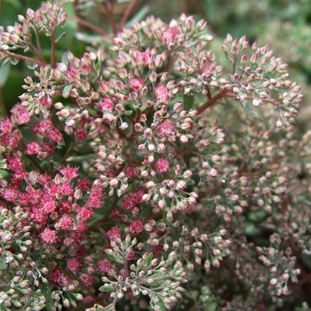 Sedum 'Rosy Glow'