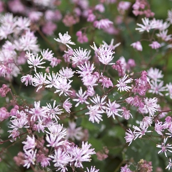 Thalictrum kiusianum 