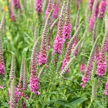 Veronica spicata 'Red Fox'