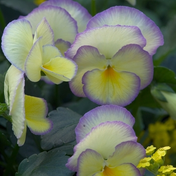Viola cornuta 'Etain' 